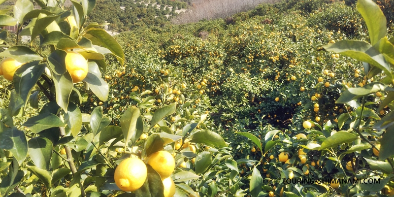 【写真】しまなみ海道の立寄りスポット：生口島のレモン谷のレモンの木越しの多々羅大橋