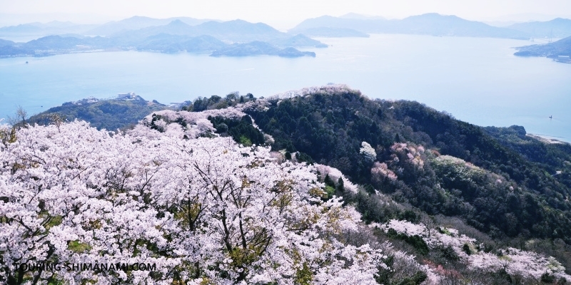 積善山の桜の名所「三千本サクラ」