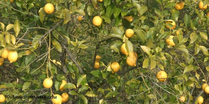 生口島はレモン栽培発祥の地