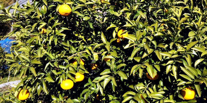 【写真】亀老山展望公園ヒルクライム：愛媛らしい柑橘の木々を眺めながら