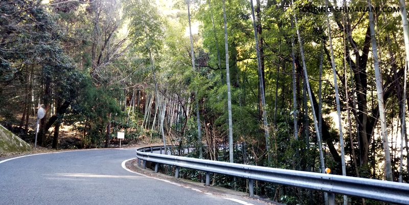 【写真】亀老山展望公園ヒルクライム：竹林に来ると傾斜が少し和らぐ