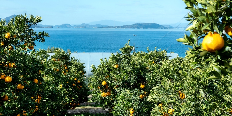 【写真】しまなみ海道のベストシーズン：しまなみ海道の柑橘のシーズンは冬