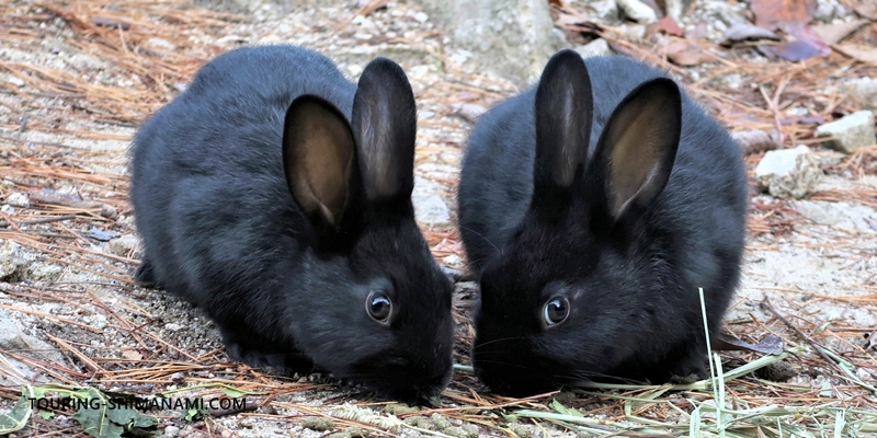 【写真】大久野島の野生のアナウサギ