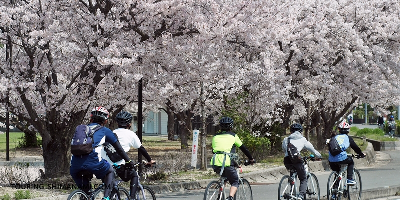 【写真】しまなみ海道のベストシーズン：しまなみ海道のサイクリストたちと桜