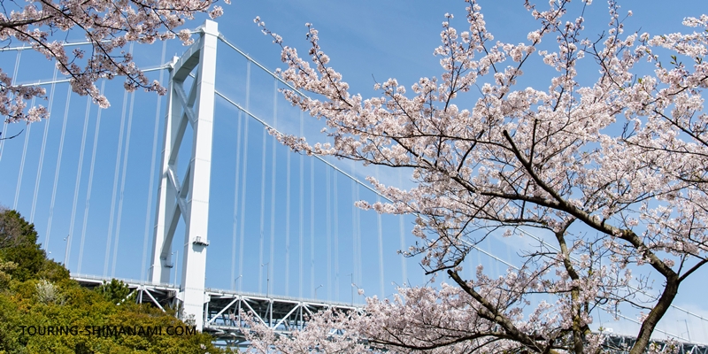 【写真】しまなみ海道のベストシーズン：しまなみ海道の桜と因島大橋