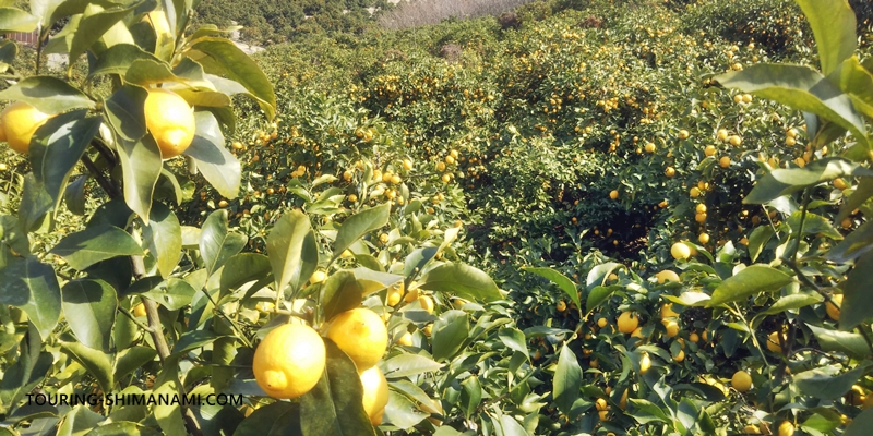 【写真】生口島の外周コース：レモン谷に鈴なりになったレモン