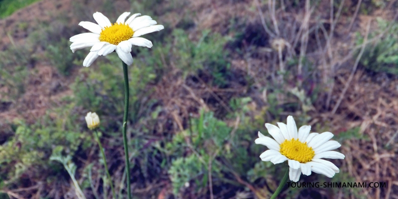 【写真】因島西側の外周コース：馬神除虫菊畑の白い除虫菊の花