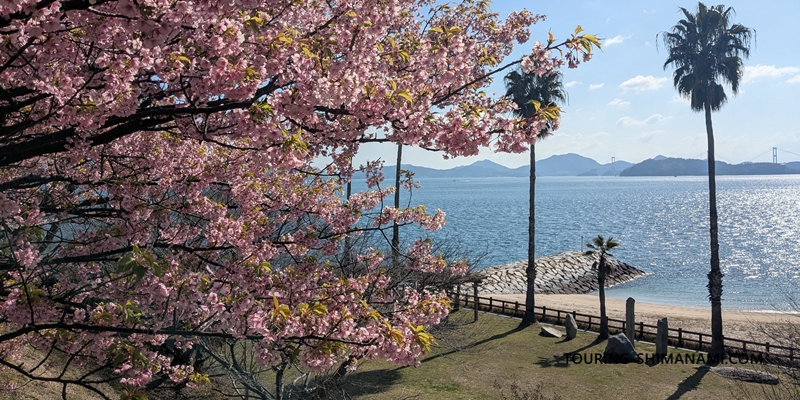 【写真】しまなみ海道の桜スポット：河津桜と来島海峡の絶景が見える