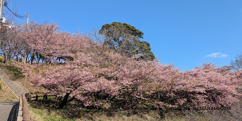 【写真】しまなみ海道の桜スポット：大角海浜公園にある河津桜の群生