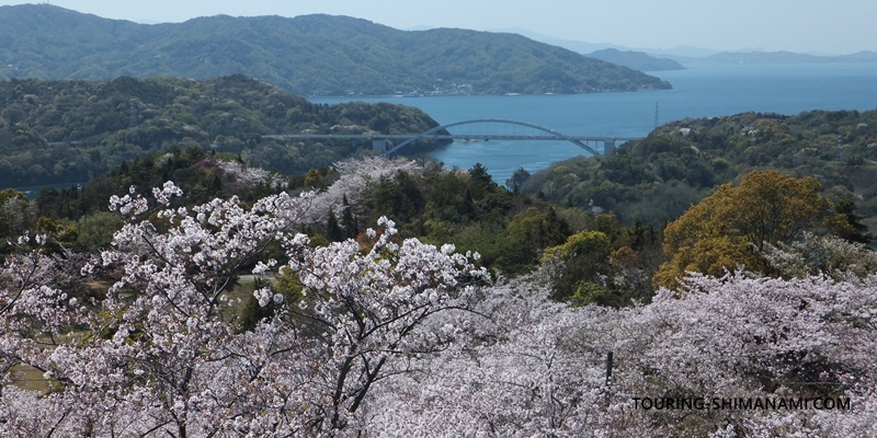 【写真】しまなみ海道の桜サイクリングレポート：瀬戸内海の島々と橋、桜の織り成す絶景