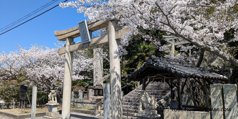 【写真】開山公園の桜ヒルクライム：伯方島の濵上神社の参道の桜も満開でした