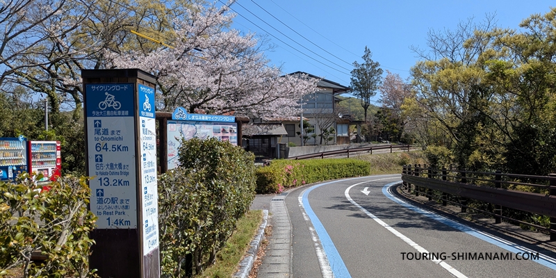 【写真】開山公園の桜ヒルクライム：サイクリングロード沿いにも桜が点在