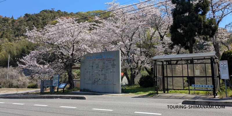 【写真】開山公園の桜ヒルクライム：大島の宮窪峠付近の桜も満開でした