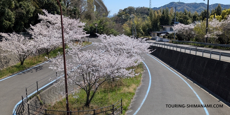 【写真】しまなみ海道の桜スポット：来島海峡大橋への自転車道沿い桜並木