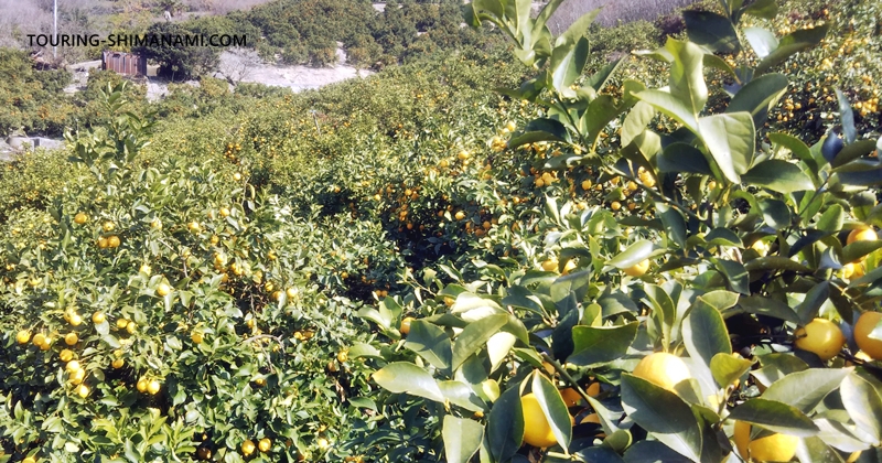 【写真】冬のしまなみ海道:レモンなどの柑橘は冬が旬