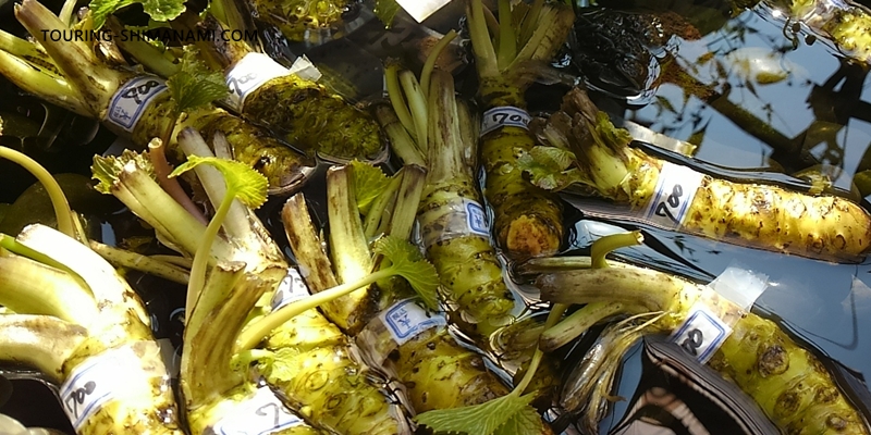 【写真】日本のサイクリングルート:安曇野と言えば有名なのがわさび