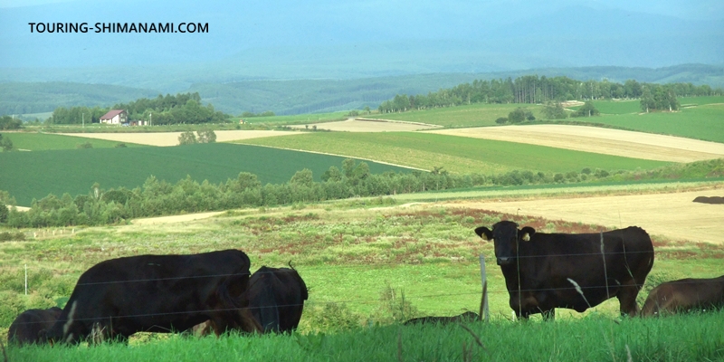 Photo: Encountering cows at a farm on the hills of Biei