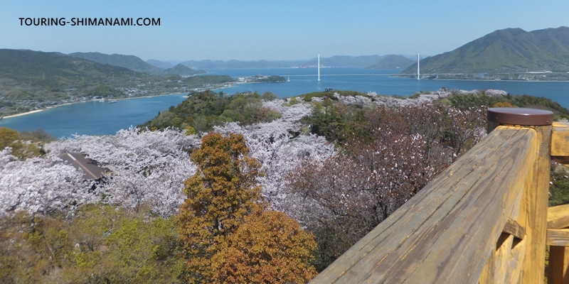 【写真】開山公園の桜ヒルクライム：美しい多々羅大橋を背景にした桜並木