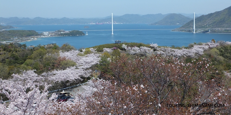 【写真】開山公園の桜ヒルクライム：展望台から多々羅大橋方面の景色