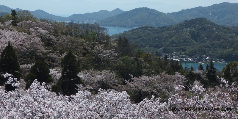 【写真】開山公園の桜ヒルクライム：展望台から伯方・大島大橋方面の景色