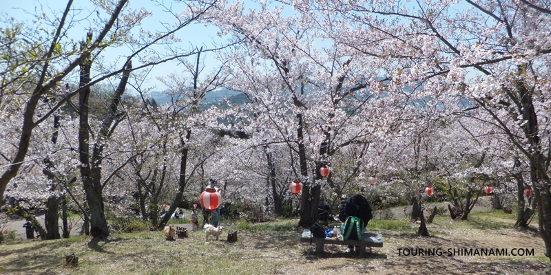 【写真】開山公園の桜ヒルクライム：地元の方も旅行者も自由に桜を楽しんでいました