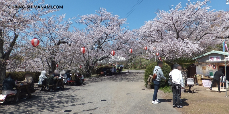 【写真】開山公園の桜ヒルクライム：春は大勢の花見客でにぎわっている