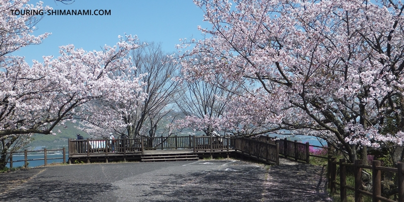 【写真】開山公園の桜ヒルクライム：多々羅大橋側の展望デッキはバリアフリー